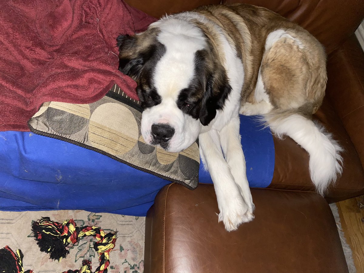 AdamOlsonMN's tweet photo. Poked my huge dog in the eye twice today by accident, snd he somehow did not care at all? I would have lost my mind. https://t.co/5Gm1qDgMd2