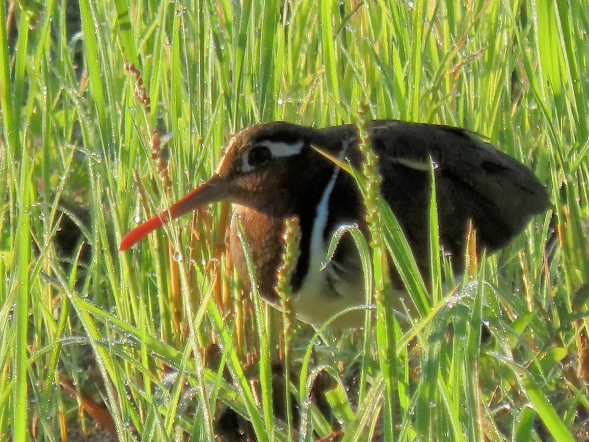 Greater painted snipe, female
at Rishi Valley School
Jan '23
#IndiAves #BirdsSeenIn2023 #birds #birdwatching #birdphotography #birdpics #TwitterNatureCommunity #TwitterNaturePhotography #ThePhotoHour