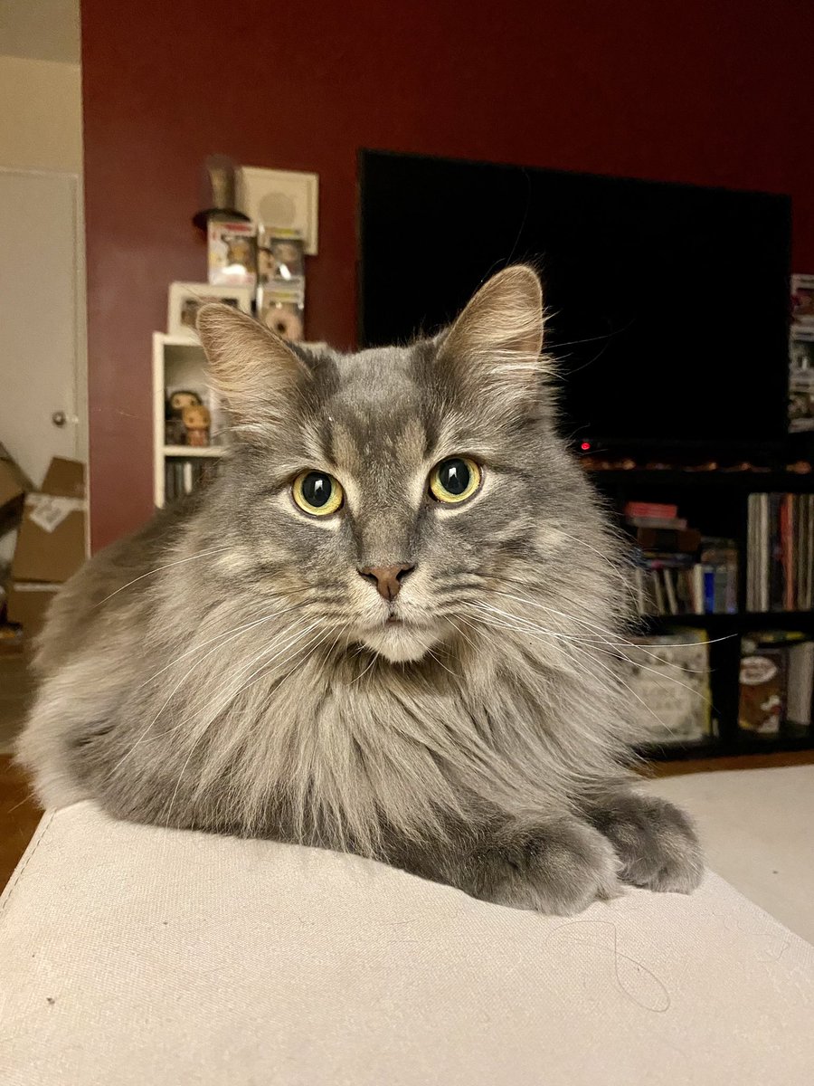 voidasnecessary's tweet photo. Forrest loves our new sectional couch https://t.co/2ihtez5Fz3