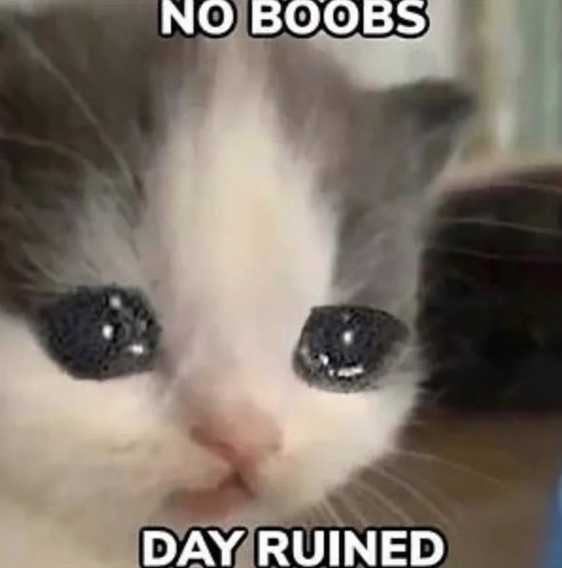 My Favourite 33 Pictures Of Cats On The Internet