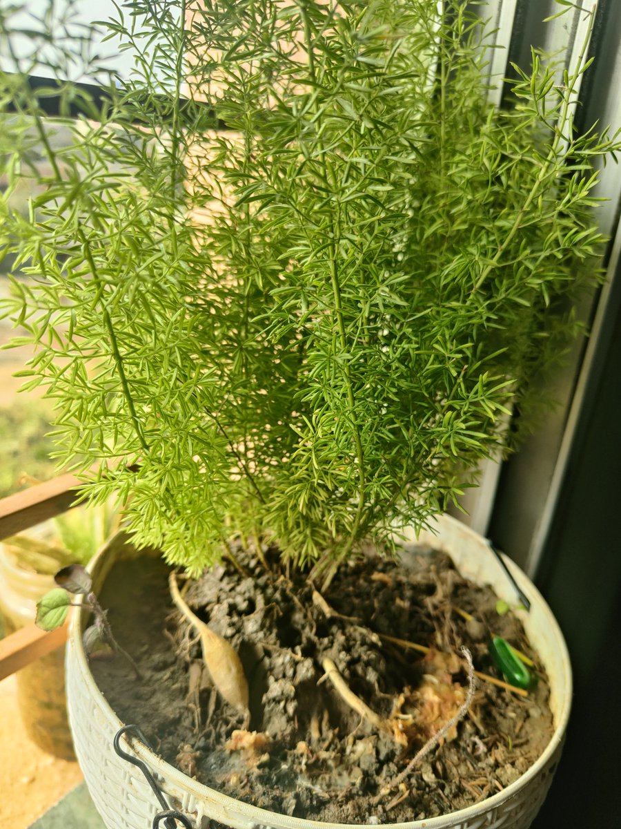 _ryune_'s tweet photo. Planted a small plant  on the window of my house.🌲

It gives me positive vibes everyday when i woke up or whole day when i work and do study, it's a pleasent experience when u take care of a plant ☘️
#plants #savelife #NFTs 
@SadhguruJV @Yogapetz @yhopak1 @keung @Kakarot_F23 https://t.co/TZP61Xnvo7