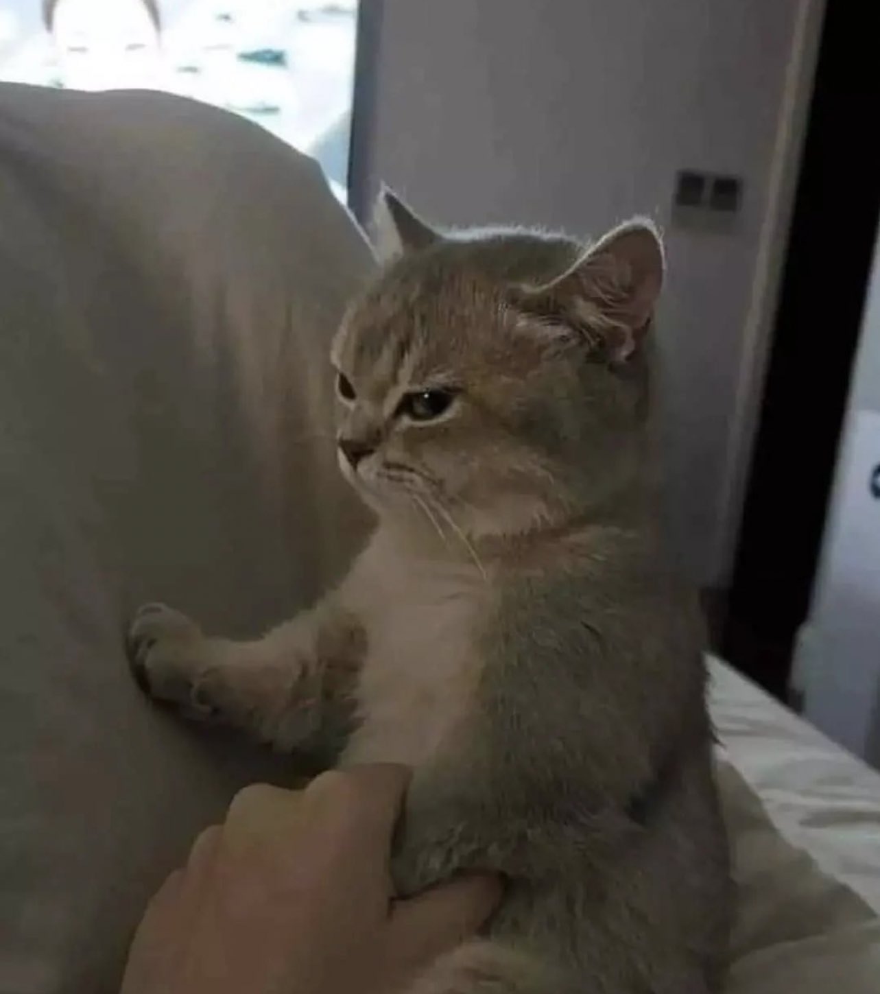 Обиженный кот