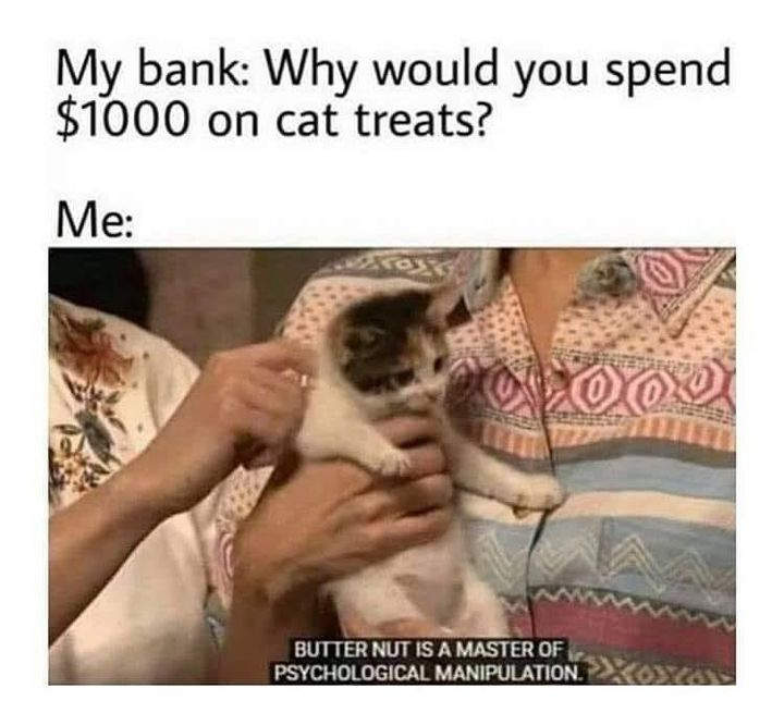CATBRAINCELL tweet picture