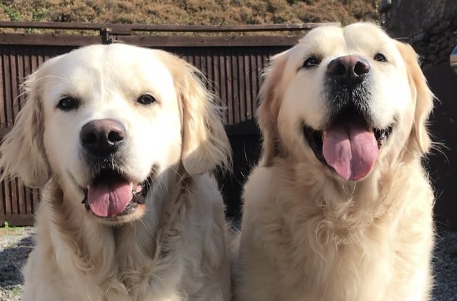 💖 Lily & Teddy 💖 tweet media