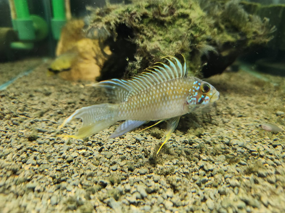 kickbox0003's tweet image. sp.メガストマ

最近青みが出てきた！
ええ感じやん😊👍

#APFM 
#メガストマ 
#熱帯魚 
#アピストグラマ