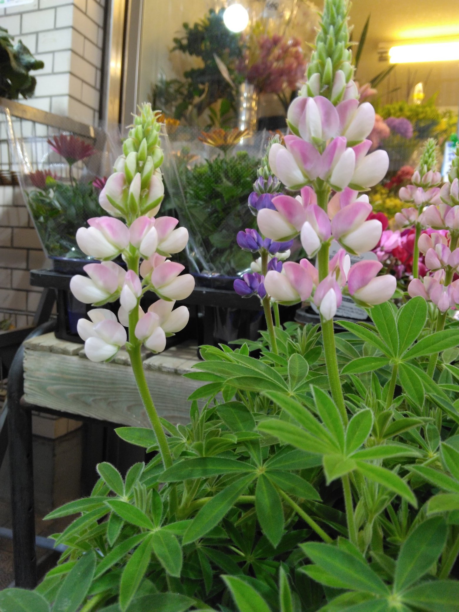 花屋の花子 Hanaco Nerima Twitter