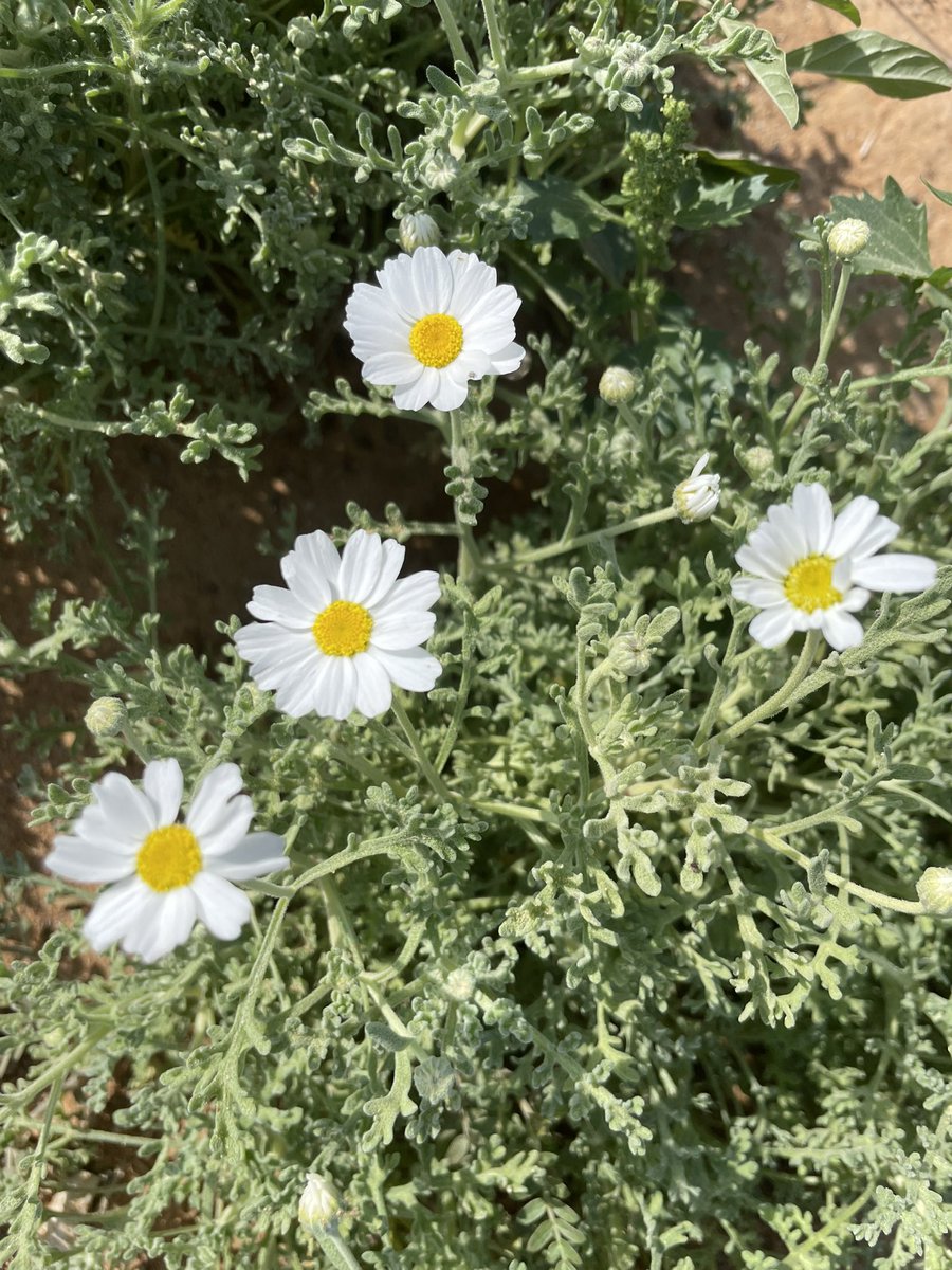 mawildplants's tweet photo. بداية تفتح أزهار الاقحوان البري ، وهي من النباتات الربيعية حيث ستزداد في قادم الايام بإذن الله زهور وحجم نباتات الاقحوان.
#قحويان https://t.co/mJbuDT7del