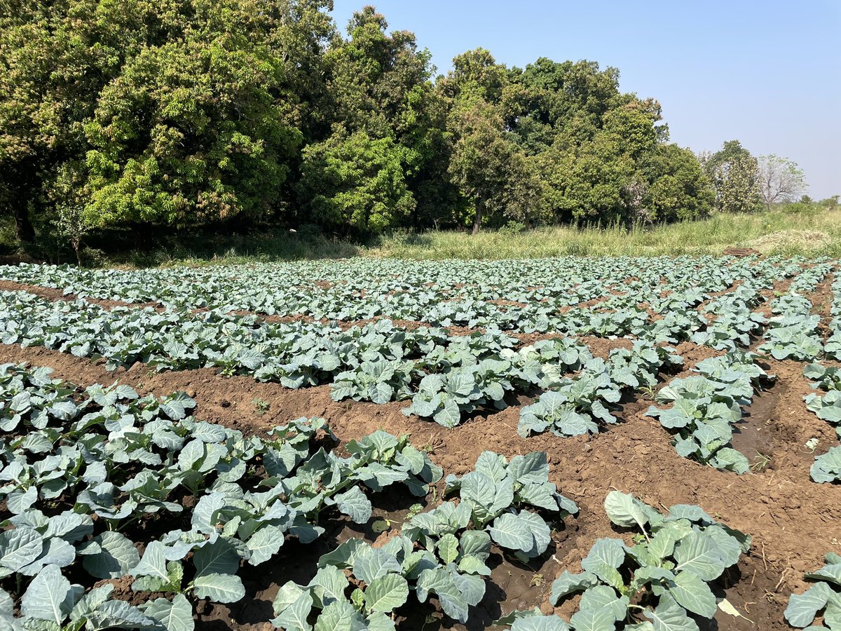 fobita's tweet photo. You don't need to invest much to practice climate-smart agriculture to increase productivity.
All that Torit Vegetables Growers Farmer Group supported by @FondazioneAVSI #RURALSS project needed was reliable water source &amp; motorized irrigation system. See the result in dry season! https://t.co/MeNCM8SgTK