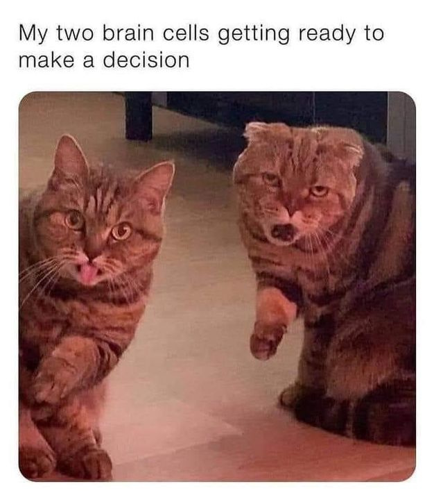 CATBRAINCELL's tweet photo. https://t.co/4cwOaCuKQK