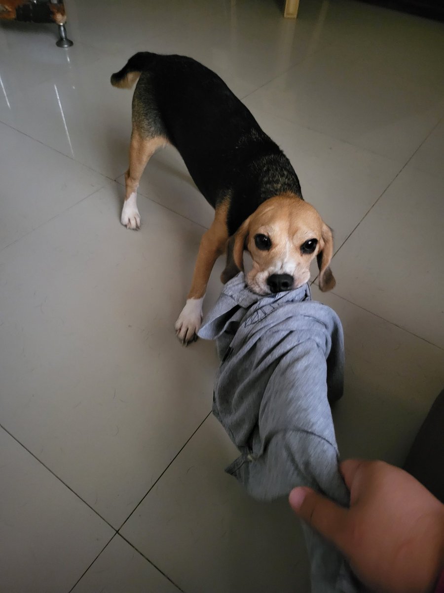 emma_beagle's tweet photo. Play tug? https://t.co/TAFC3WHpZD