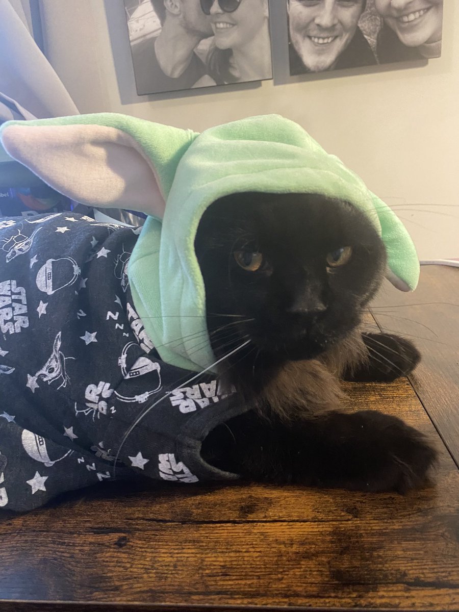 Katbus Dumbledorder tweet media