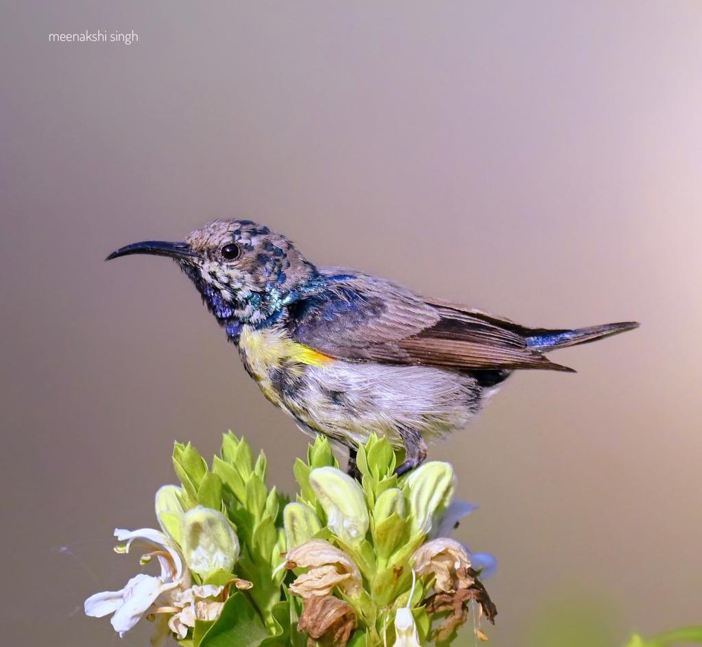 A bird is never meant for a cage. Focused for his next destination…  Captured this beautiful Sunbird …

#Sunbird #flamingsunbird #birds #birdphotography #planetbirds #birdfreaks #tropicalbirds #birdart