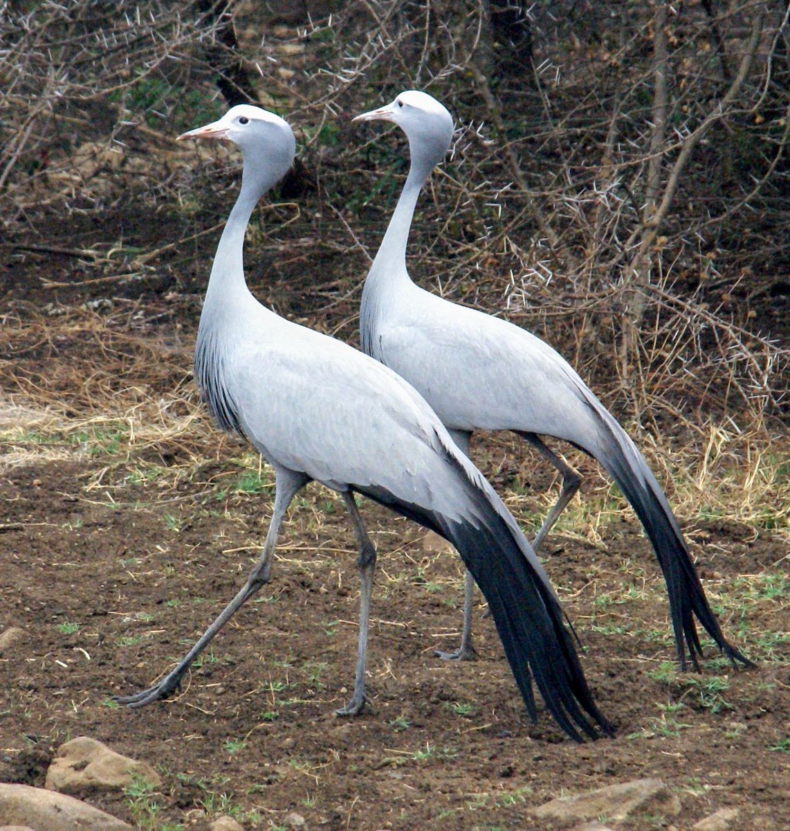 A pair of South Africa's own national bird...the Blue Cranes. Weenen Nature Reserve, KwaZulu-Natal, South Africa.