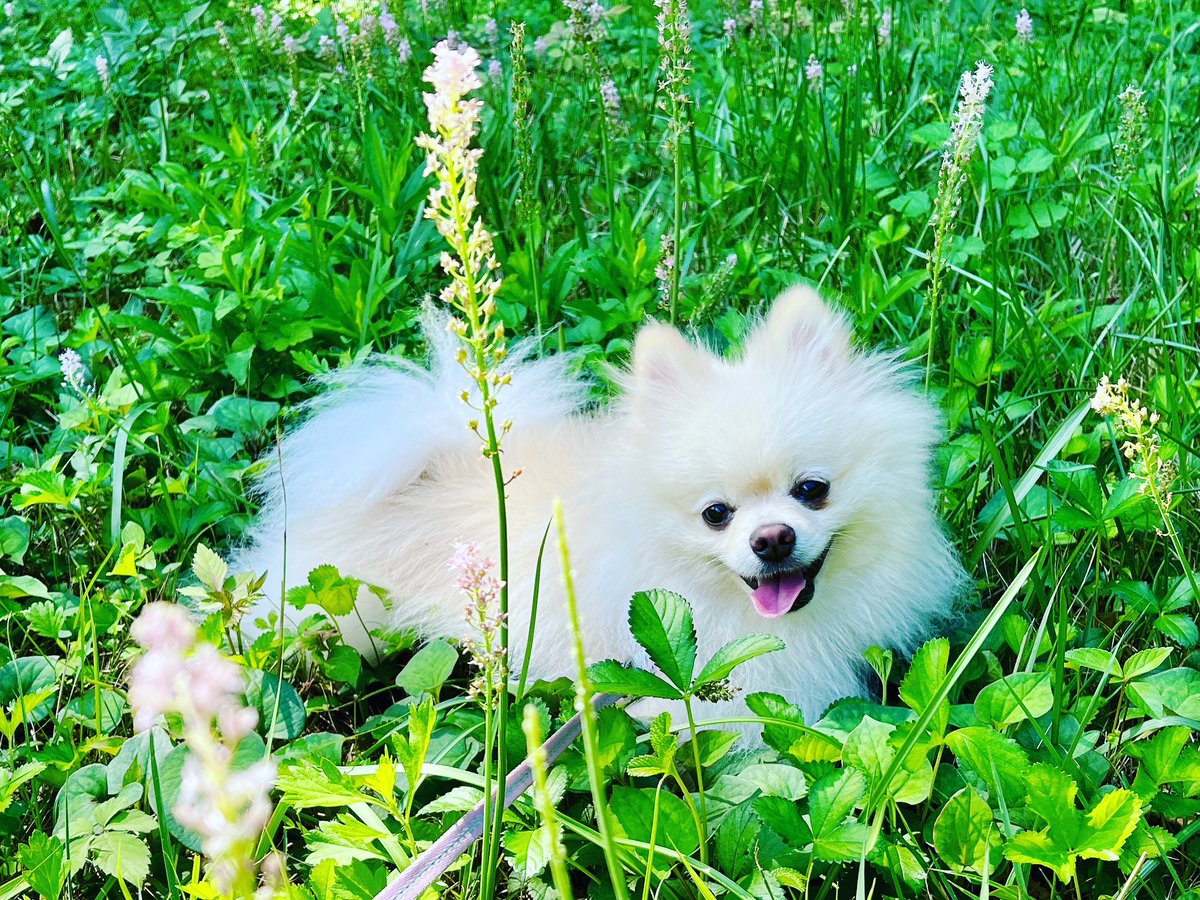 ポメラニアンのピケ (@pikepome) / Posts / X