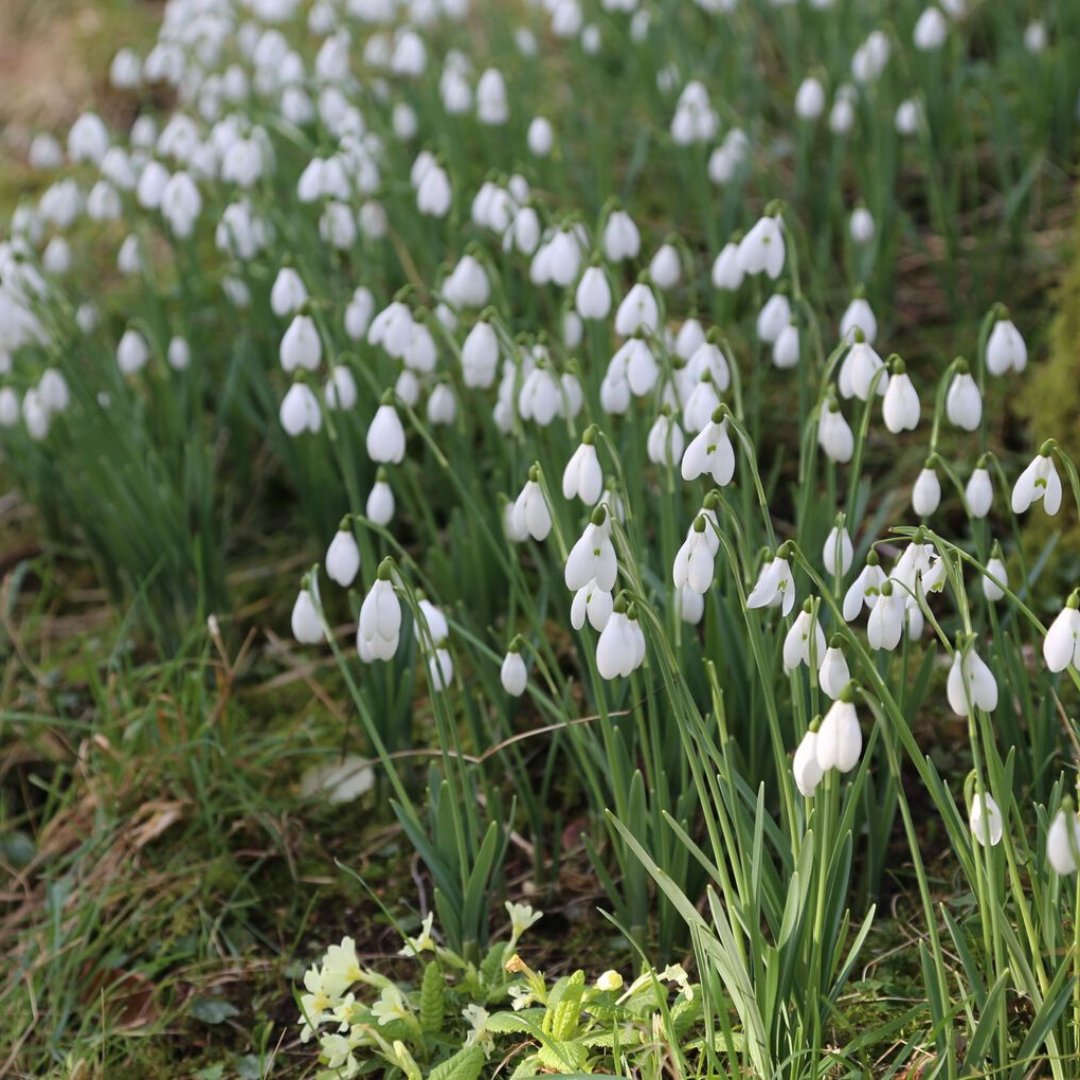 Are you a galanthophile - with a passion for #snowdrops?

Find out more about snowdrop displays and how to grow snowdrops.

🌱 Discover your passion for snowdrops: learningwithexperts.com/gardening/blog…

#snowdrop #gardening #learningwithexperts #bulbs #galanthus #galanthophile