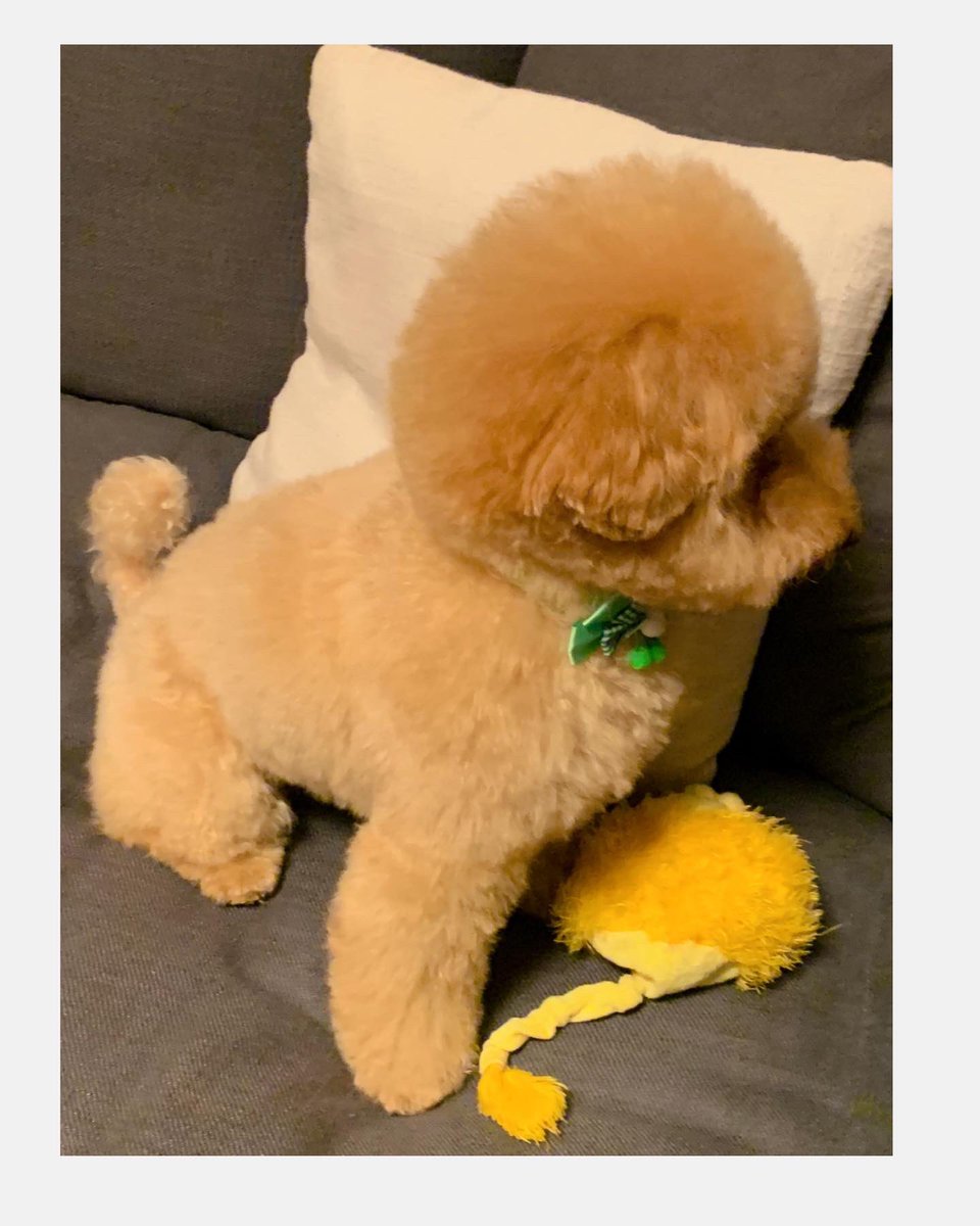 Addoneplus0159's tweet photo. やっとトリミング✂️に行って
綺麗になりました🐶✨
可愛い🎀付けてもらったの���
私の👀を盗んでソファーに
体擦り擦りでボッサボサ😩
綺麗なのは一瞬だけ🤣

 #といぷーどる 
 #愛犬   #トリミング 
 #犬好きさんと繋がりたい https://t.co/SSUzR0F9io