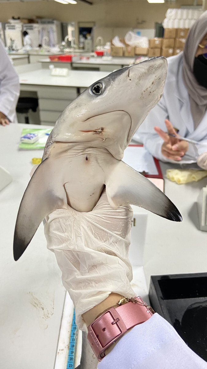 ainahunwick's tweet photo. POV: you’re in marine science major https://t.co/GEnUvIEoIZ
