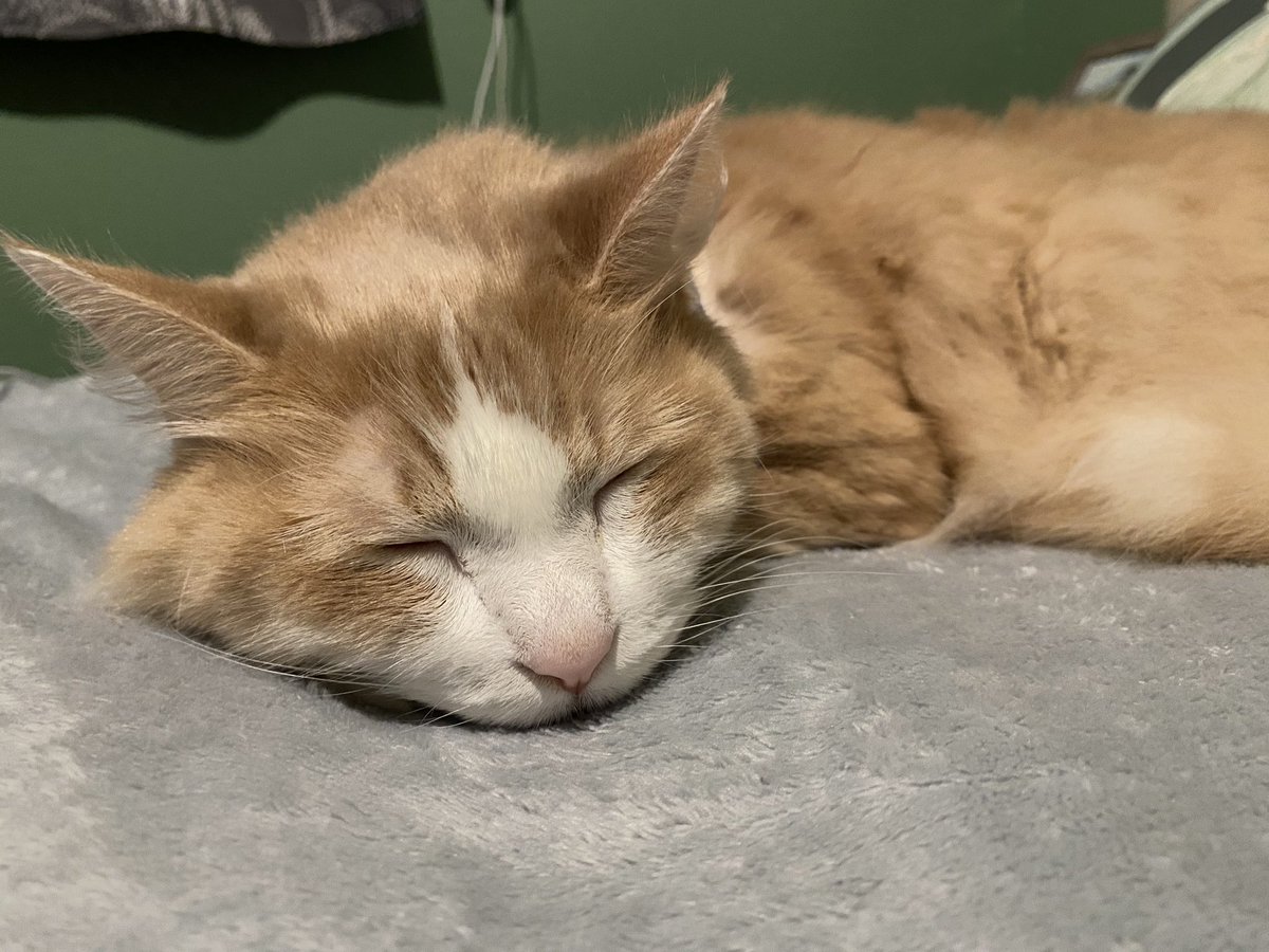 Without all of his chest fur, his tucked paws look so silly. Poor guy.

He’s almost healed up! Just a couple of scabs remain and the rest is healed up. Soon I’ll be able to remove that protective scarf.