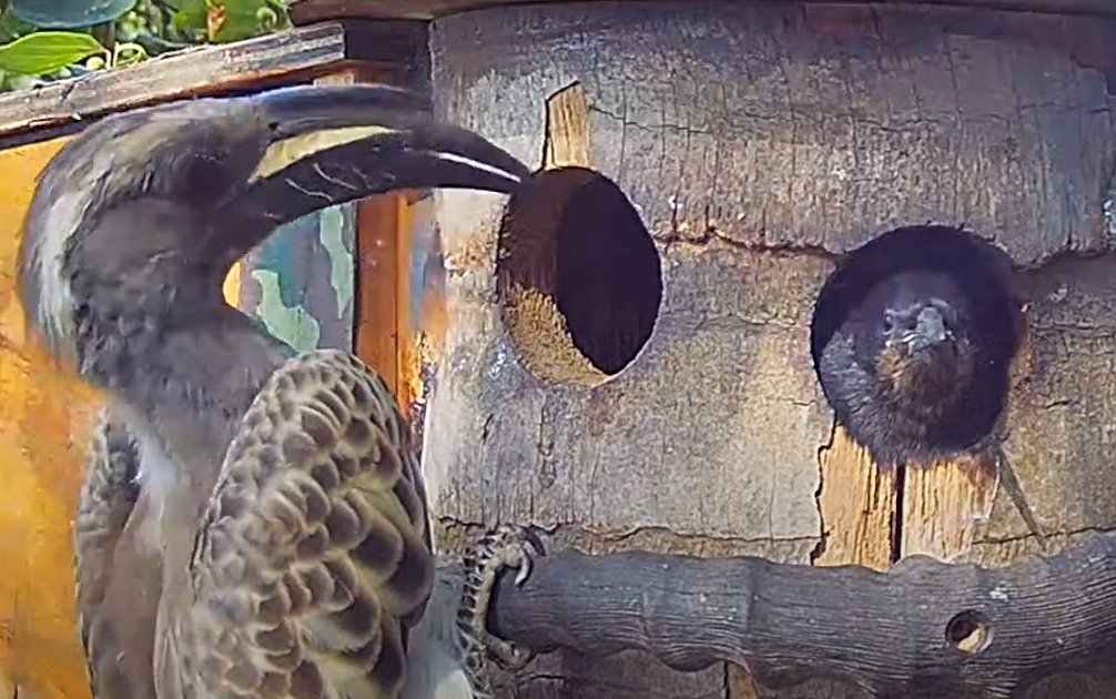 AllenBirdCam's tweet photo. Third fledge in panic!
Hornbill at the door! 😟
LIVE - Nest Cam - Green Wood Hoopoe https://t.co/S6n1dvYMsq https://t.co/f9AfZL81C7