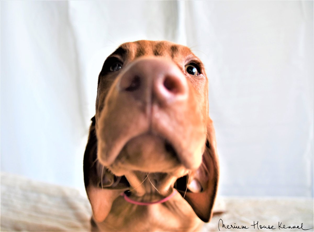 NeriumHouseFCI's tweet image. Good morning, world!! From our Pink Collar Boy💟 to all of you🥰

#neriumhousekennel #VizslaPuppies #availablepuppies #3monthsoldtoday #readytobeshipped