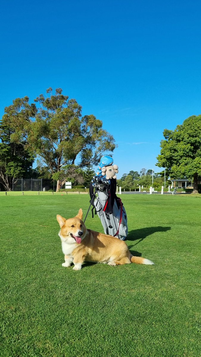 mush3012's tweet photo. #golfdogs 🐶⛳️ @mikeclaytongolf https://t.co/IYhThPgu8l