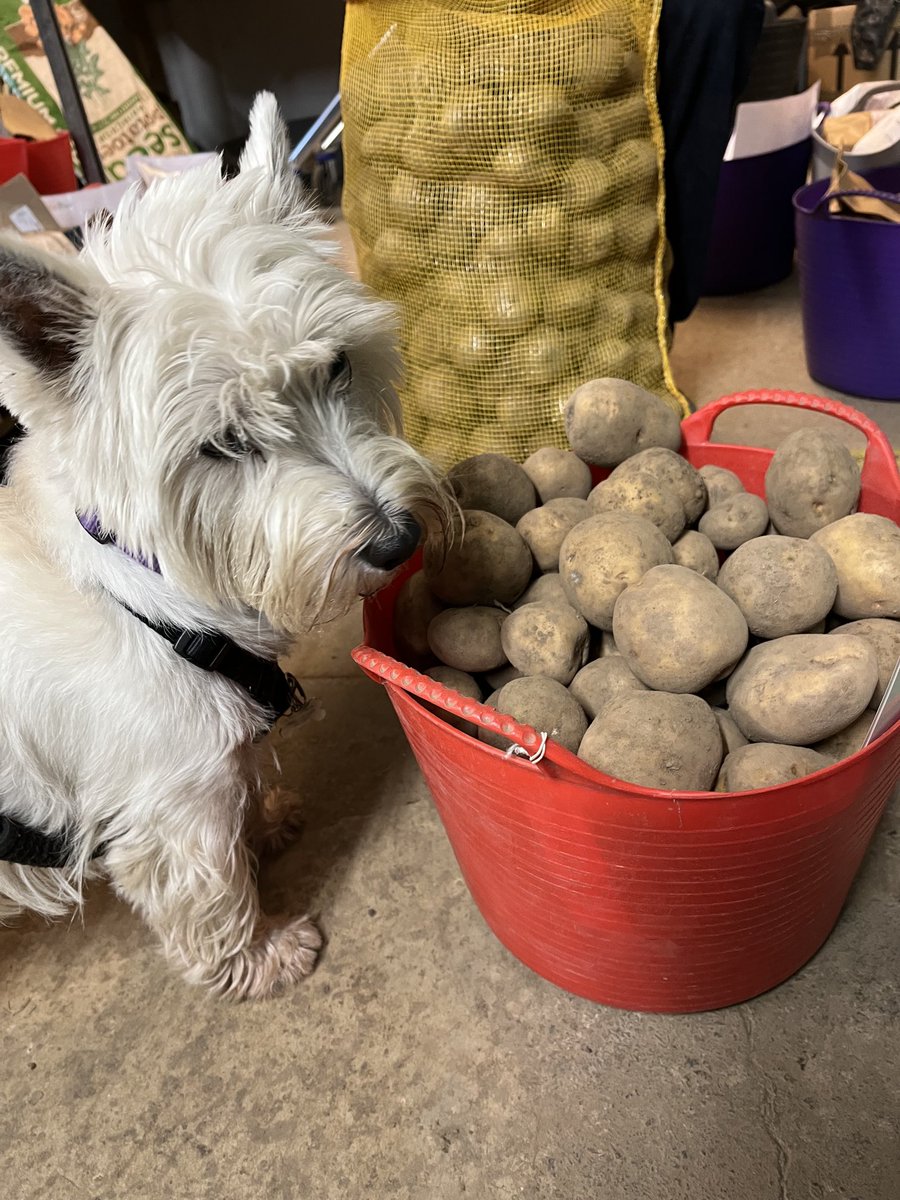 Our new potato inspector is checking the quality #islathewestie #seedpotatoes