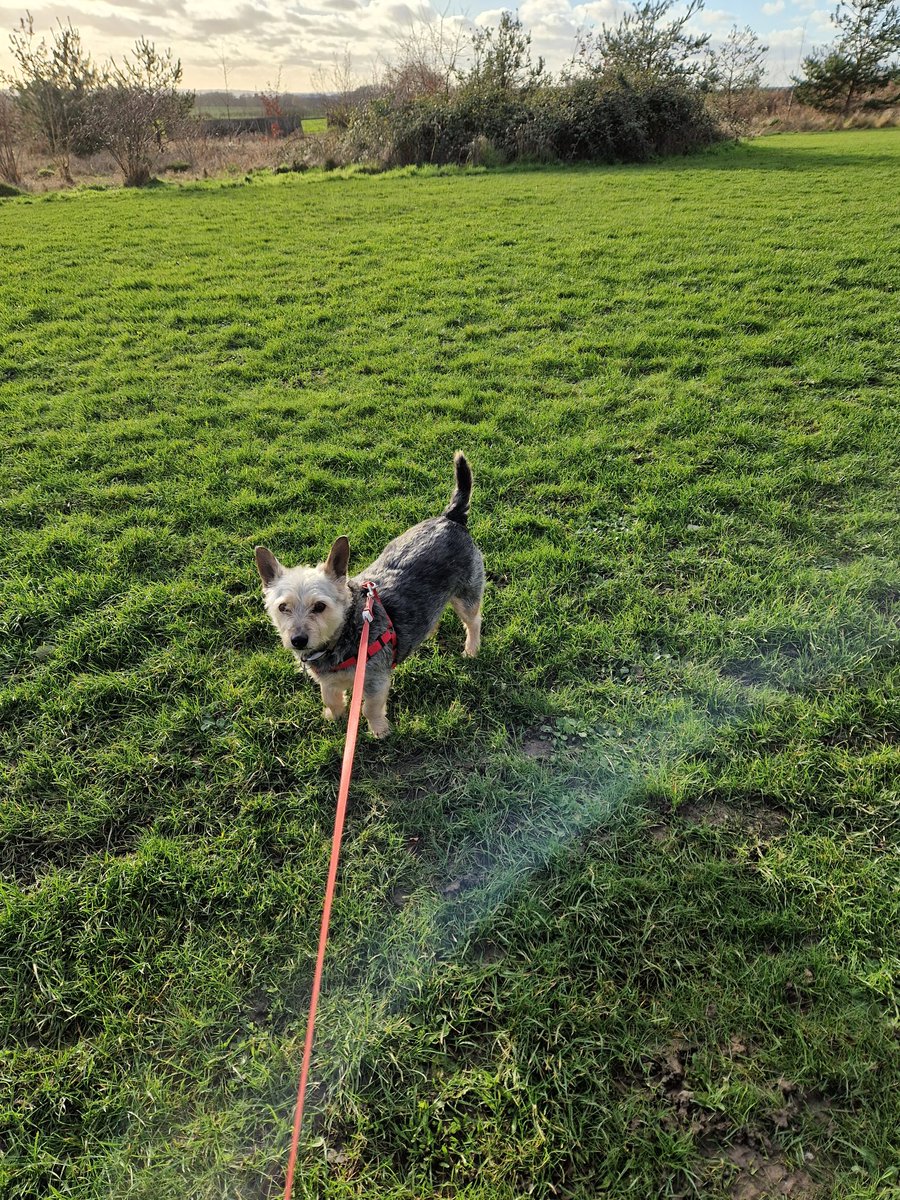 jennystape's tweet photo. Sunday walkies wiv Dad....
#BoysTogether #LoveMyDad #BovverBoys https://t.co/wkLI6Vl5Ik