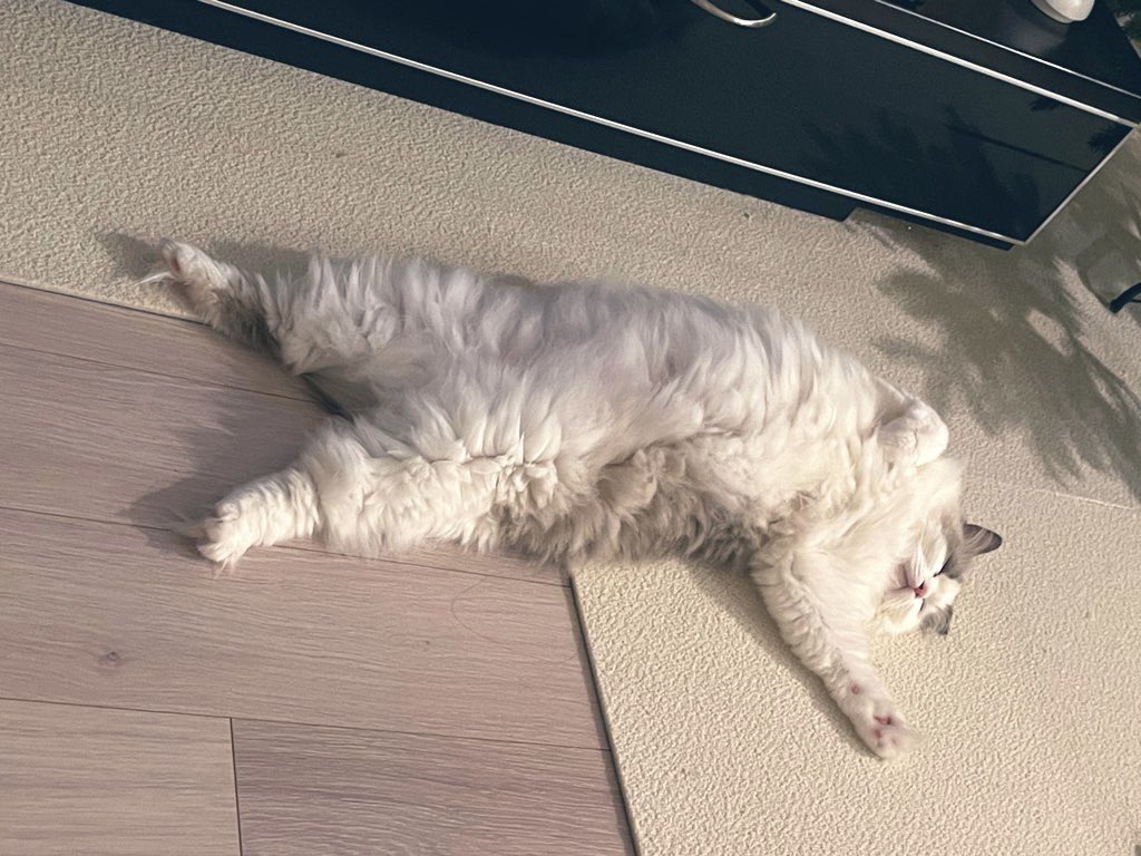 TokyoCatWalker1's tweet photo. 今日も一日 https://t.co/YEvzgXpHp2