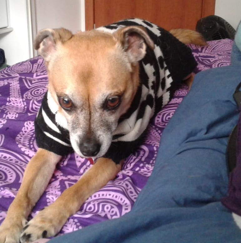 SlothDance's tweet photo. That face! I love my little princess in her skull sweater. #dogsinsweaters #Dogsoftwitter #Ratemydog #cutedogs #sweaterseason #pugit https://t.co/sdGmqLL72X