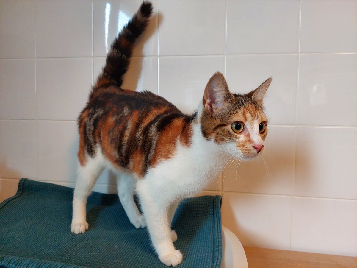 Gevonden poes, geen chip kunnen vinden. 

Jumbo Westenholte #Zwolle