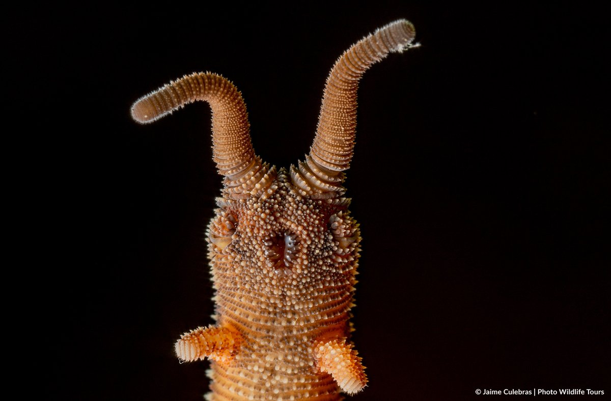 Jaime_Culebras's tweet image. Desde ayer, ando entretenido leyendo sobre estos seres únicos, que llevan en la Tierra desde antes de la Pangea: Los onicóforos, unos bichejos que parecen gusanos pero sin serlos y más relacionados con los artrópodos y tardígrados
#onicoforo #onychophora #livingfossil #velvetworm