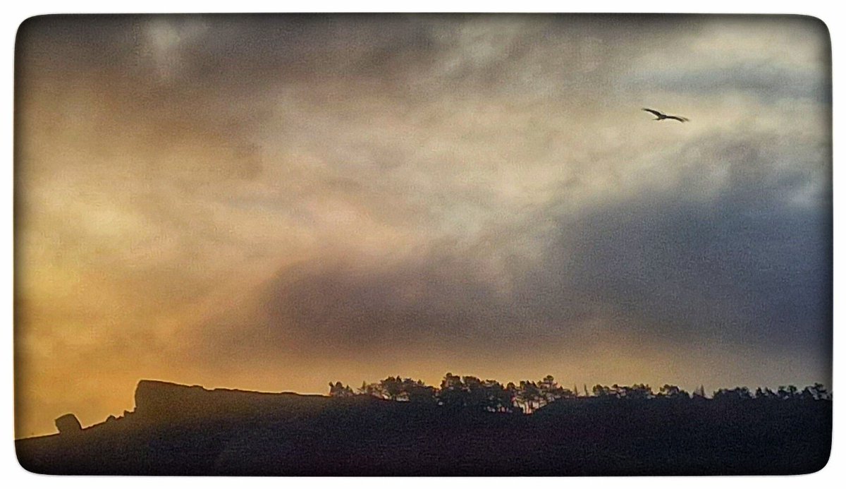 Peepers_110170's tweet photo. @IlkleyGazette A Red Kite soars high in the sky while enjoying a stunning Sunday sunrise.
#sunrise #daybreak #ilkley #sunrise_sunset_photogroup #visitbradford #goldenhour #RedKite #joyful_sky #sunrisewatching https://t.co/dMtxunjaGL