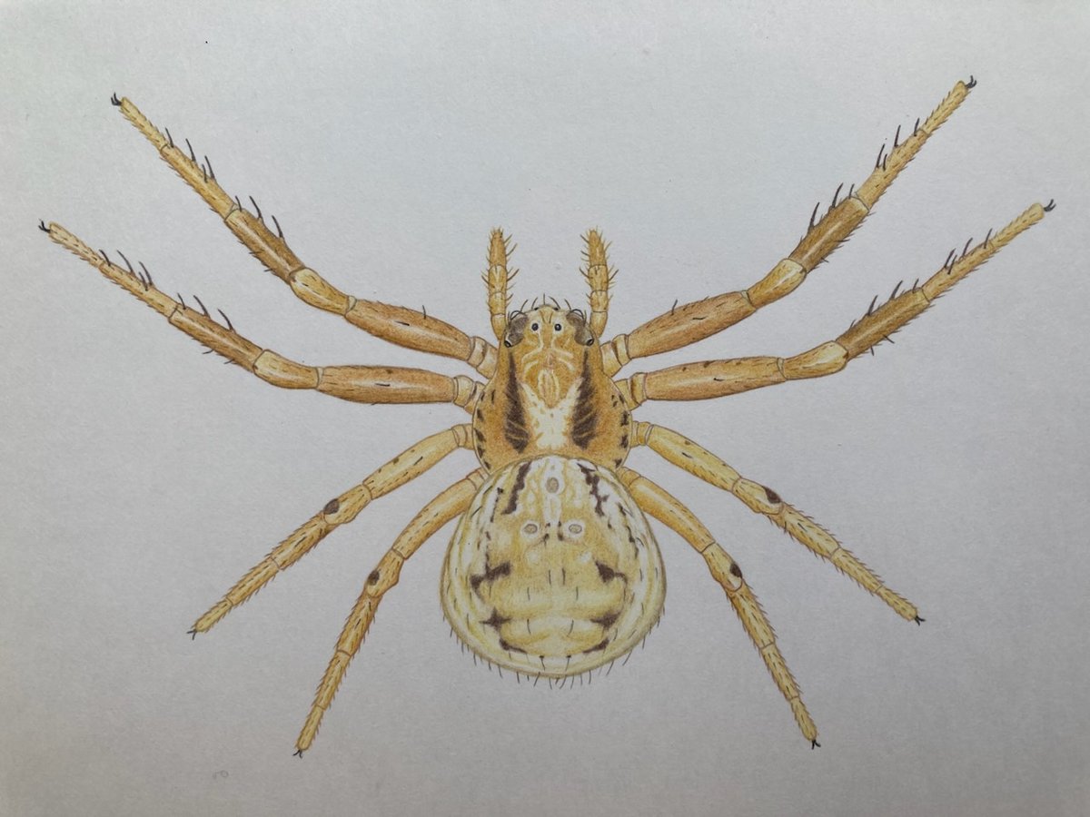 クモちゃん‼️ クモちゃん (@JunichiKumo) / Posts / X