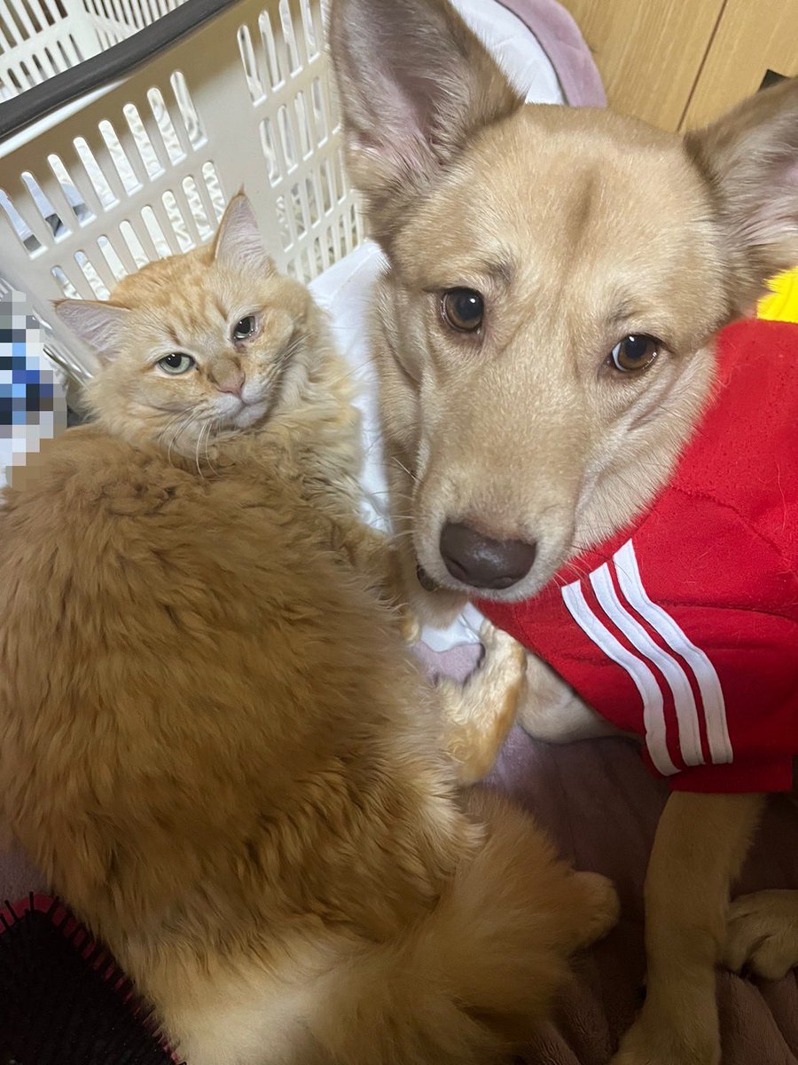 0046yuji's tweet photo. 明けましておめでとうございます🍾
今年も宜しくお願いします🐰 https://t.co/BCXFpv28Gr