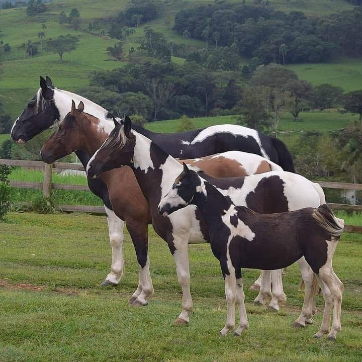 CamperosVersos's tweet photo. Buenos días mis amigos camperos y seguidores como andan todos ?, por Arrecifes bien y por sus pagos? Dios los bendiga y cuide siempre un abrazo grande, gracias por estar
_ https://t.co/xHNFcxJku0