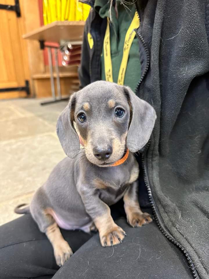 Dachshund Owner tweet media