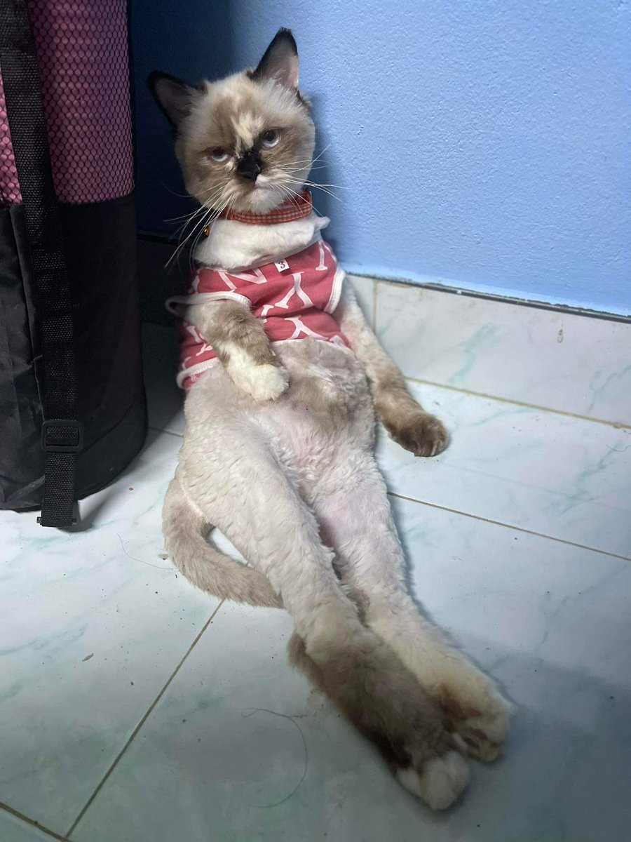 Paweena P. tweet media