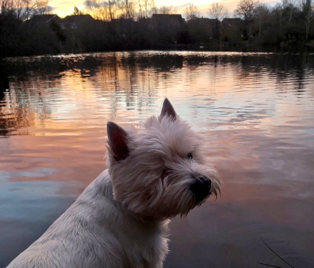 snoopysue71's tweet photo. #Wnter walks
Sunrise, stunning!!
Two Herons flew over
Heard their call, a definite 'kaark'
Ducks and Moorhens
Pigeons cooing 🤍
Magical and musical 🎼
Things that make me happy 💛
#Gentleness 💙
#Ready4Freďdie 💚🐶
#KeepGoing x🌤 https://t.co/uWOraZzwTm