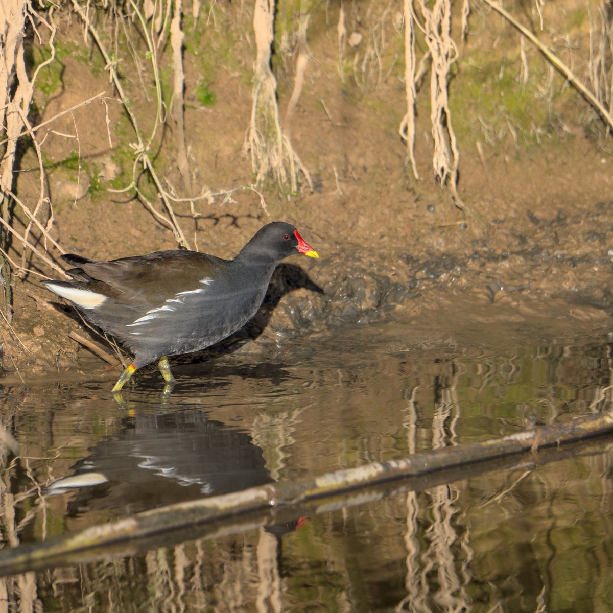 AegonV's tweet photo. Polla d'Aigua | Gallineta Común
#Gallinula_chloropus #PolladAigua #GallinetaComún #CommonMoorhen
#Nikon #amateurphotography #birding #birdingphotography
#natura #nature #naturaleza #Birds #Ocells #Aves #tamron #birdingcatalunya https://t.co/wK2bqjuUCU