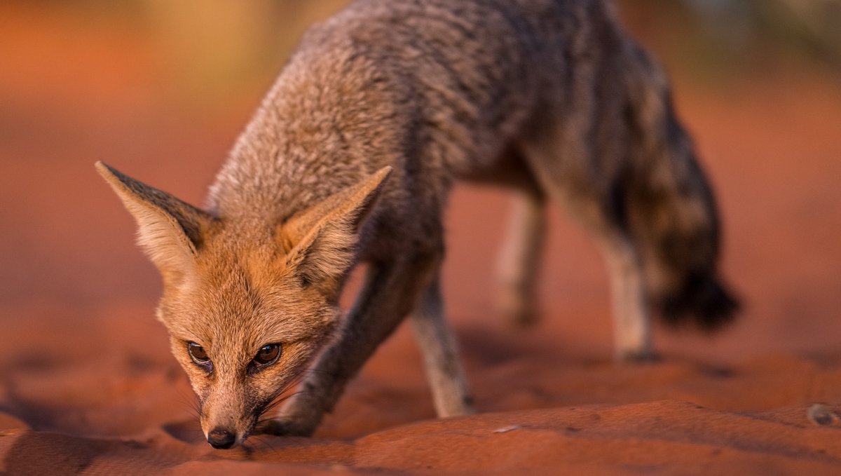 Tswalu's tweet photo. Last light falls on a Cape #fox (Vulpes chama), accentuating its silvery coat. #africansafari #wildperfection #capefox #safariphotography https://t.co/enwvDN6fQv