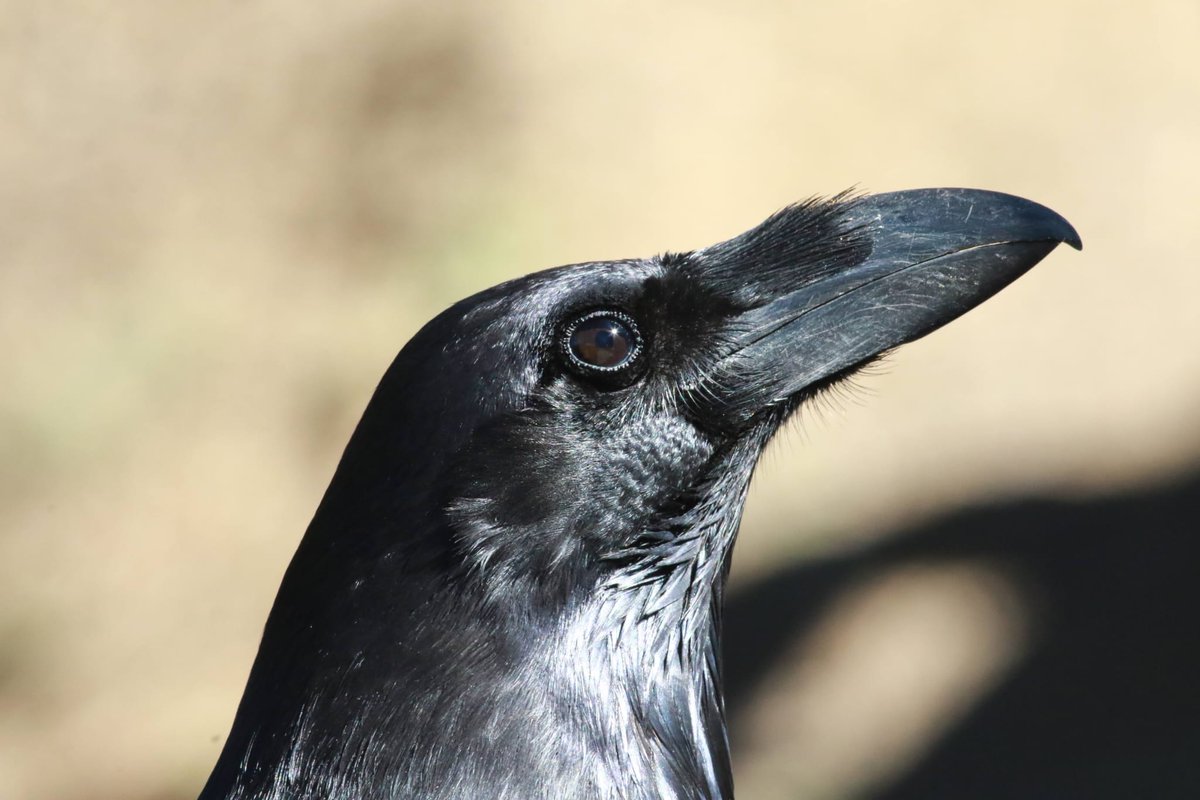 He renovado por completo la entrada CÓRVIDOS: ¿COMO DIFERENCIAR CUERVOS, CORNEJAS, GRAJAS Y GRAJILLAS? 
Te invito a que le eches un ojo y veas los cambios.
entrepinosysembrados.blogspot.com/2015/04/corvid…

Foto: Sergi Carreras.