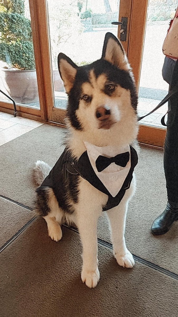 #dogsatweddings that’s all
