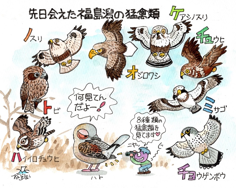 冬の福島潟では猛禽類が多く見ることが出来ます。先日会えた全8種類を描いてみました。なぜキジバトも描いてあるのか?それはヒミツ。 