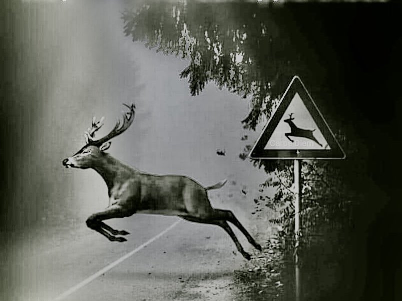 Jfullanamestre's tweet photo. Les aparences enganyen. És la carretera la que atravessa el bosc.
#aparences https://t.co/pr0NClKFga