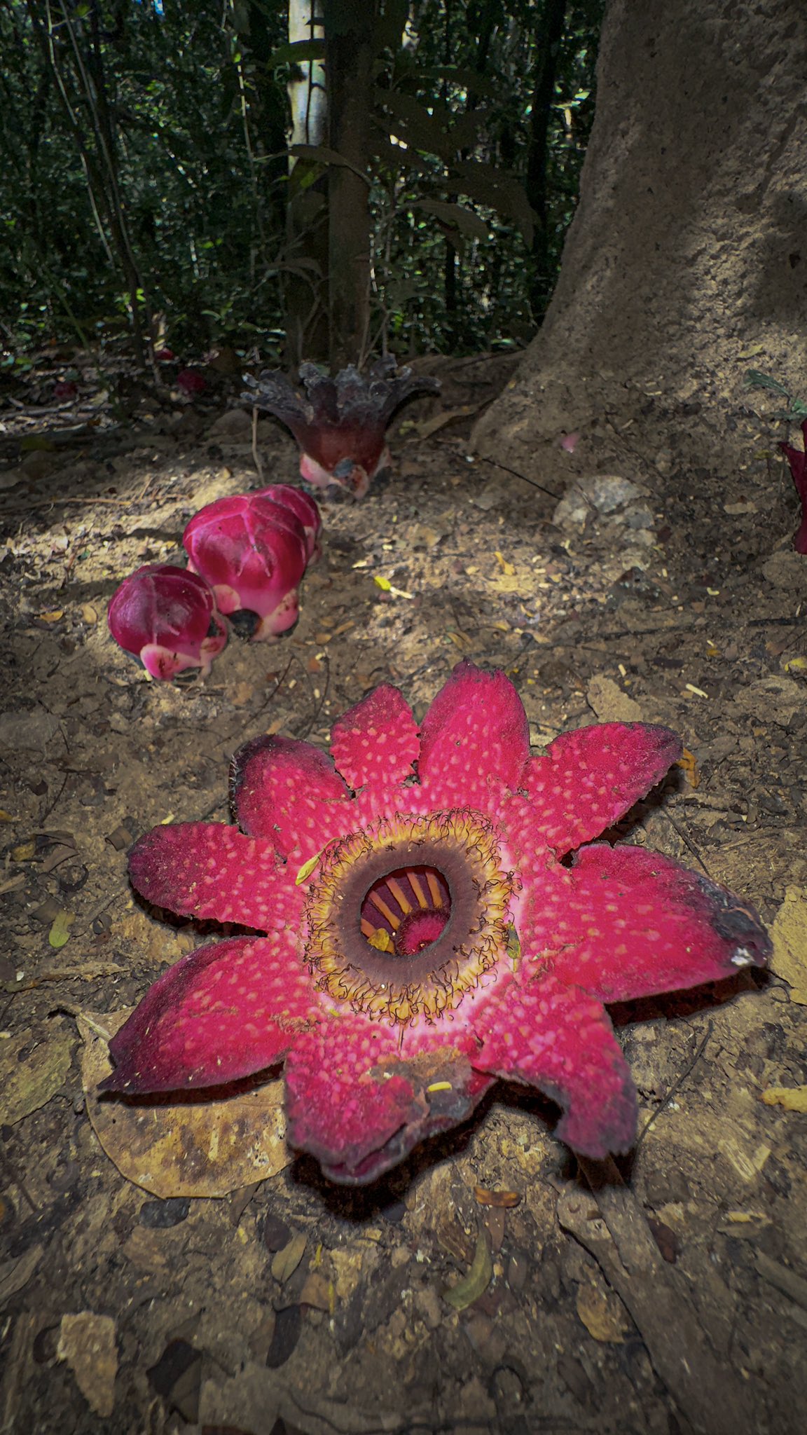 Adriane Tobias on Twitter: "A SIGHT TO BEHOLD! Just stumbled upon the