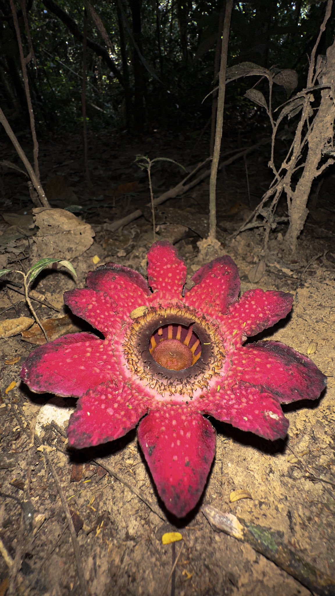 Adriane Tobias on Twitter: "A SIGHT TO BEHOLD! Just stumbled upon the