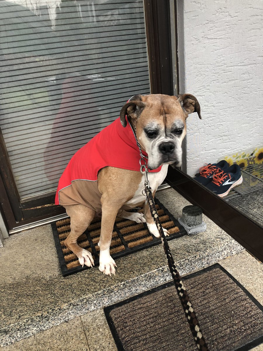 ulibarth's tweet photo. It’s raining, Rufus is in no rush to go for the morning walk… #balls https://t.co/4tM7hXEUEQ