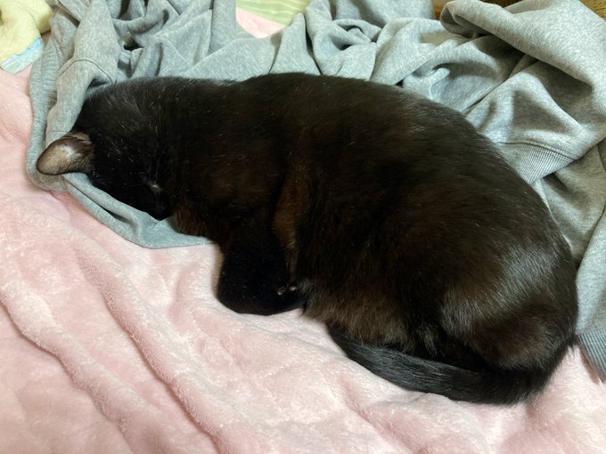 行き倒れがいる 