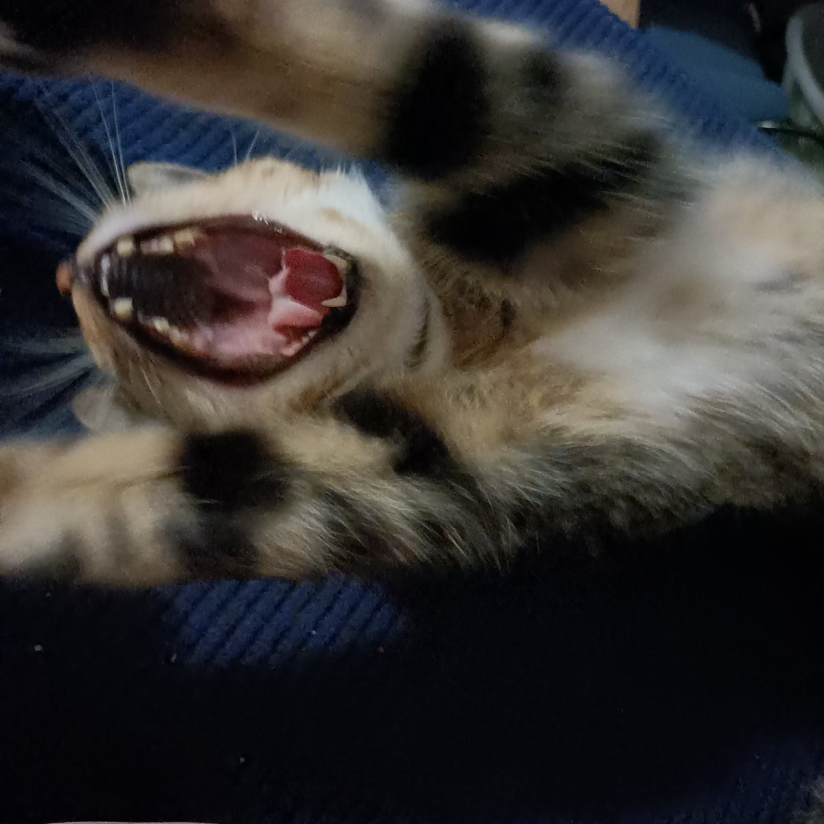 rainbow_bryte's tweet photo. Raaarrggghhhhh https://t.co/Oo6MCqj8Dx