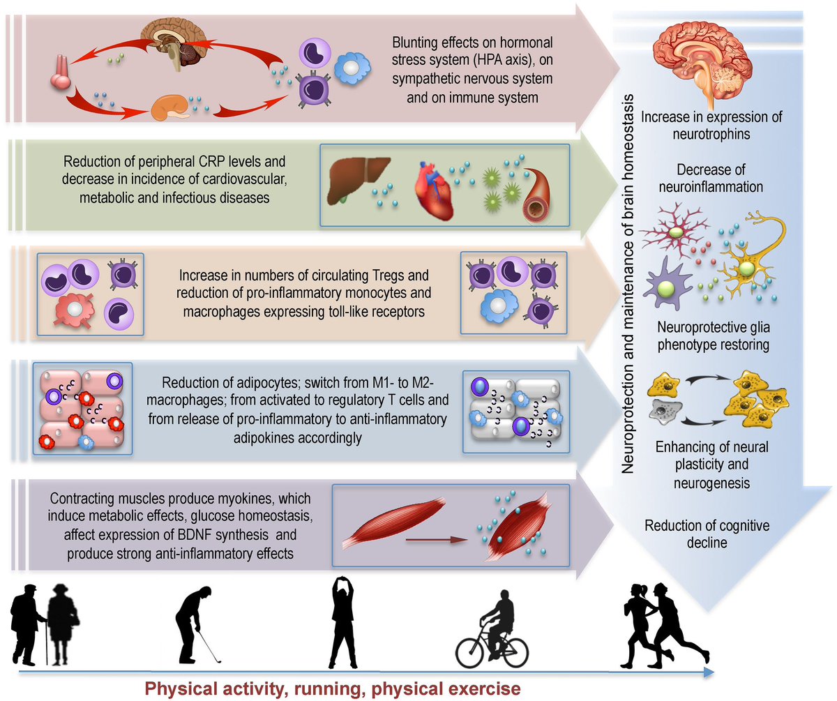 ChristophBurch's tweet photo. Overview of the potential effects of physical activity on neuroimmunosenescence…

Svetlana Di Benedetto et al. Neurosci Biobehav Rev.
https://t.co/wgYqaKRLeX https://t.co/drDltfsQbQ